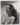 HOLLYWOOD BEAUTY GENE TIERNEY STYLISH POSE STUNNING PORTRAIT 1970s Photo C20