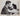 Sterling Hayden + Ruth Roman in 5 Steps to Danger (1956)❤️Vintage Photo 807