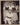 RARE CUBA CUBAN DANCER VEDETTE CABARET TROPICANA VINTAGE ORIG 1950s Photo 203