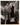 HOLLYWOOD BEAUTY CAROLE LOMBARD + JAMES STEWART STUNNING PORTRAIT 1939 PHOTO 798